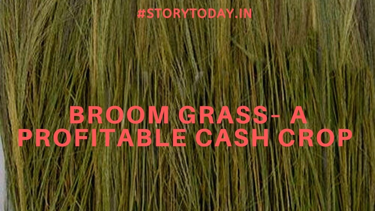 The Broom Grass– a  profitable Cash Crop for North East India